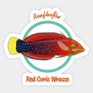 Red Coris Wrasse Sticker